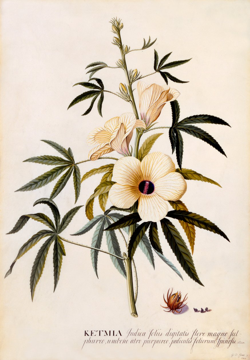 Ketmia, c. 1742 käsinvärjätty kaiverrus. tekijältä "Georg Dionysius Ehret