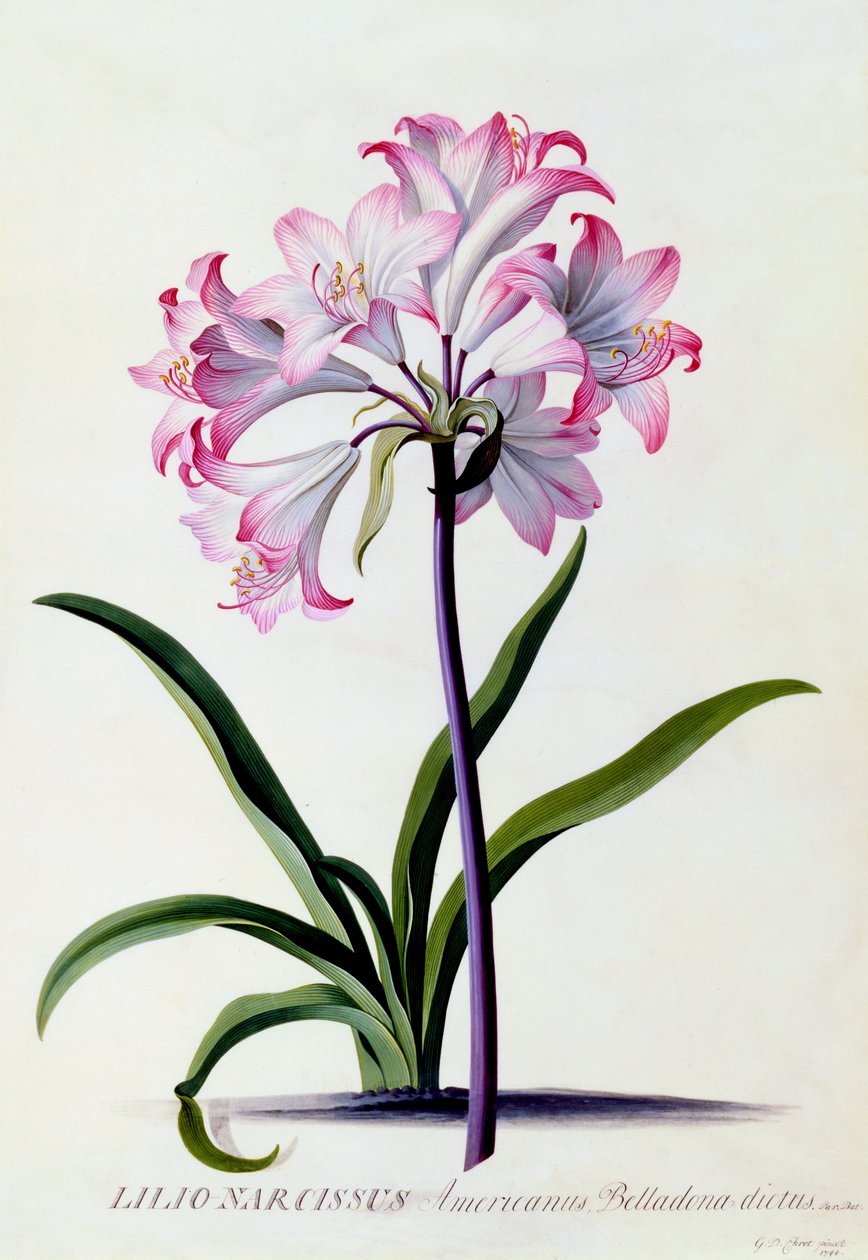 Lilio Narcissus, n. 1744 käsinvärjätty kaiverrus. tekijältä "Georg Dionysius Ehret