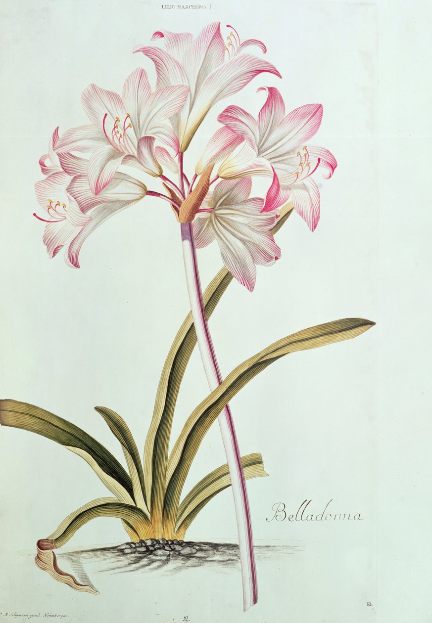 Lilja: Lilium Belladonna (pl.12) Trew