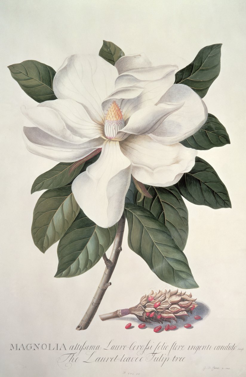 Magnolia tekijältä Georg Dionysius Ehret