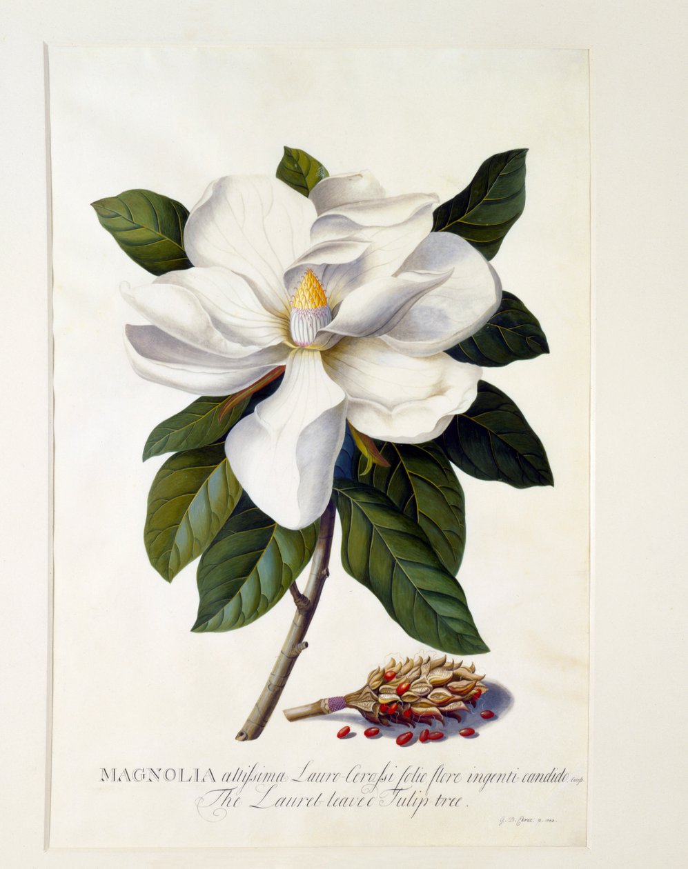 Magnolia Grandiflora, n. 1743 käsinvärinen kaiverrus. tekijältä "Georg Dionysius Ehret
