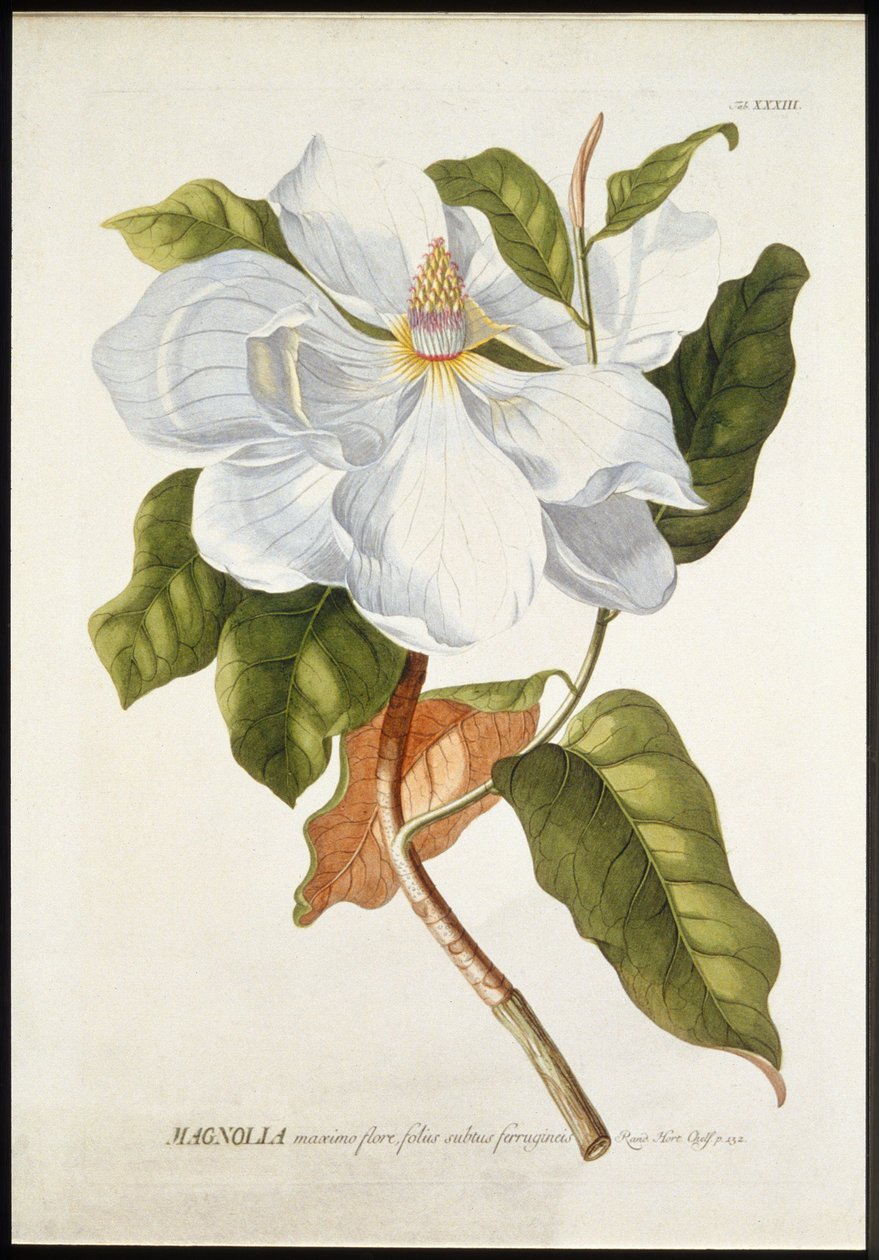 Magnolia suuressa kukassa, 1740-1770. tekijältä Georg Dionysius Ehret