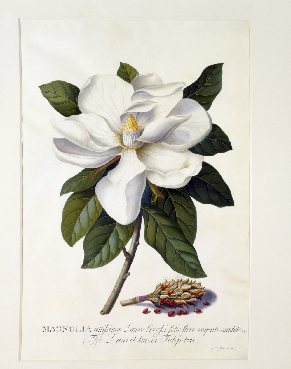 Magnolia grandiflora, noin 1743 (käsin väritetty kaiverrus). tekijältä Georg Dionysius Ehret