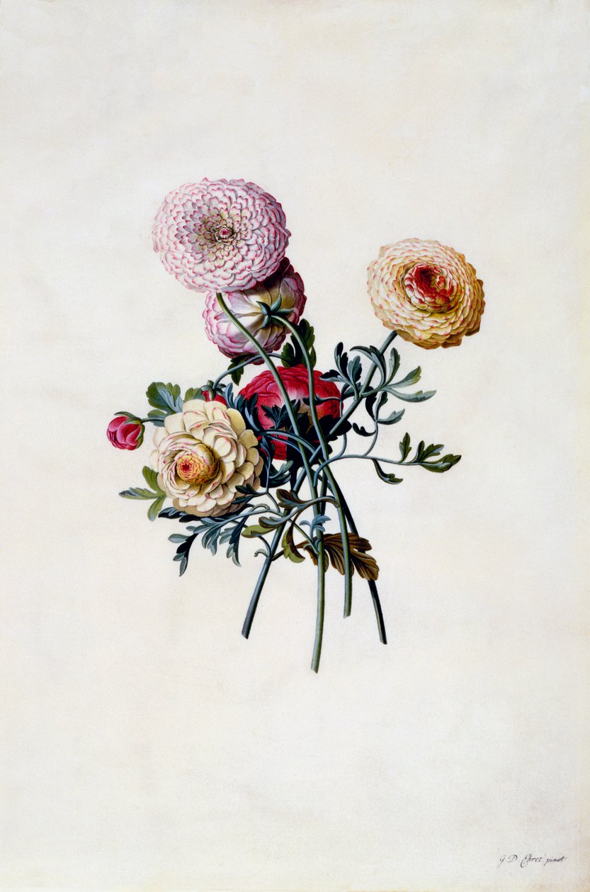 Mixed Ranunculas, n. 1743 käsinvärinen kaiverrus. tekijältä "Georg Dionysius Ehret