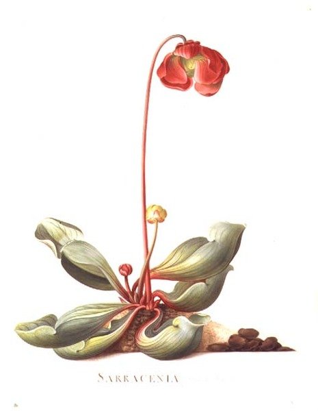 PD.117-1973.f23 Sarracenia purpurea (Pitcher Plant) 1764 (akvarelli ja guassi perunakalvolla) tekijältä Georg Dionysius Ehret