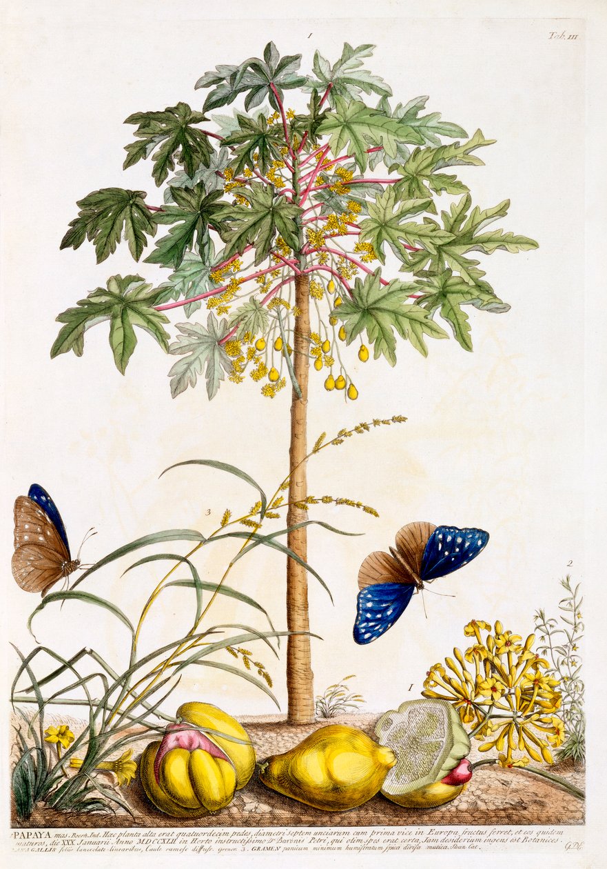 Papaija, c. 1748 käsinvärinen kaiverrus. tekijältä "Georg Dionysius Ehret