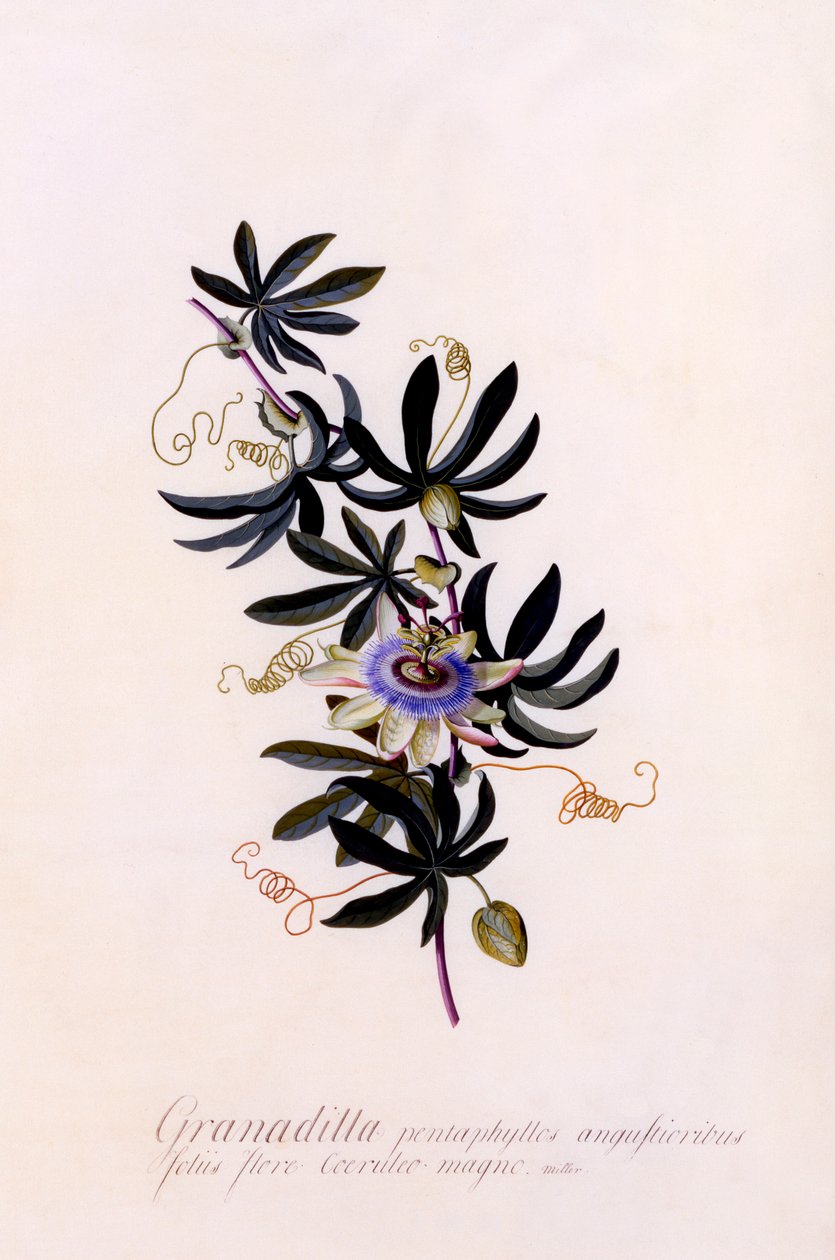 Passiflora Granadilla, c. 1745 käsinvärjätty kaiverrus. tekijältä "Georg Dionysius Ehret
