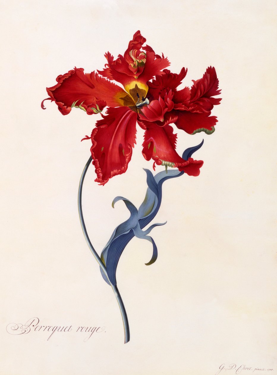 Perroquet Rouge, c. 1744 käsinvärjätty kaiverrus. tekijältä "Georg Dionysius Ehret