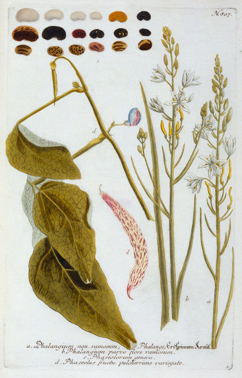 Phalangium, 1737 käsinvärinen kaiverrus. tekijältä "Georg Dionysius Ehret