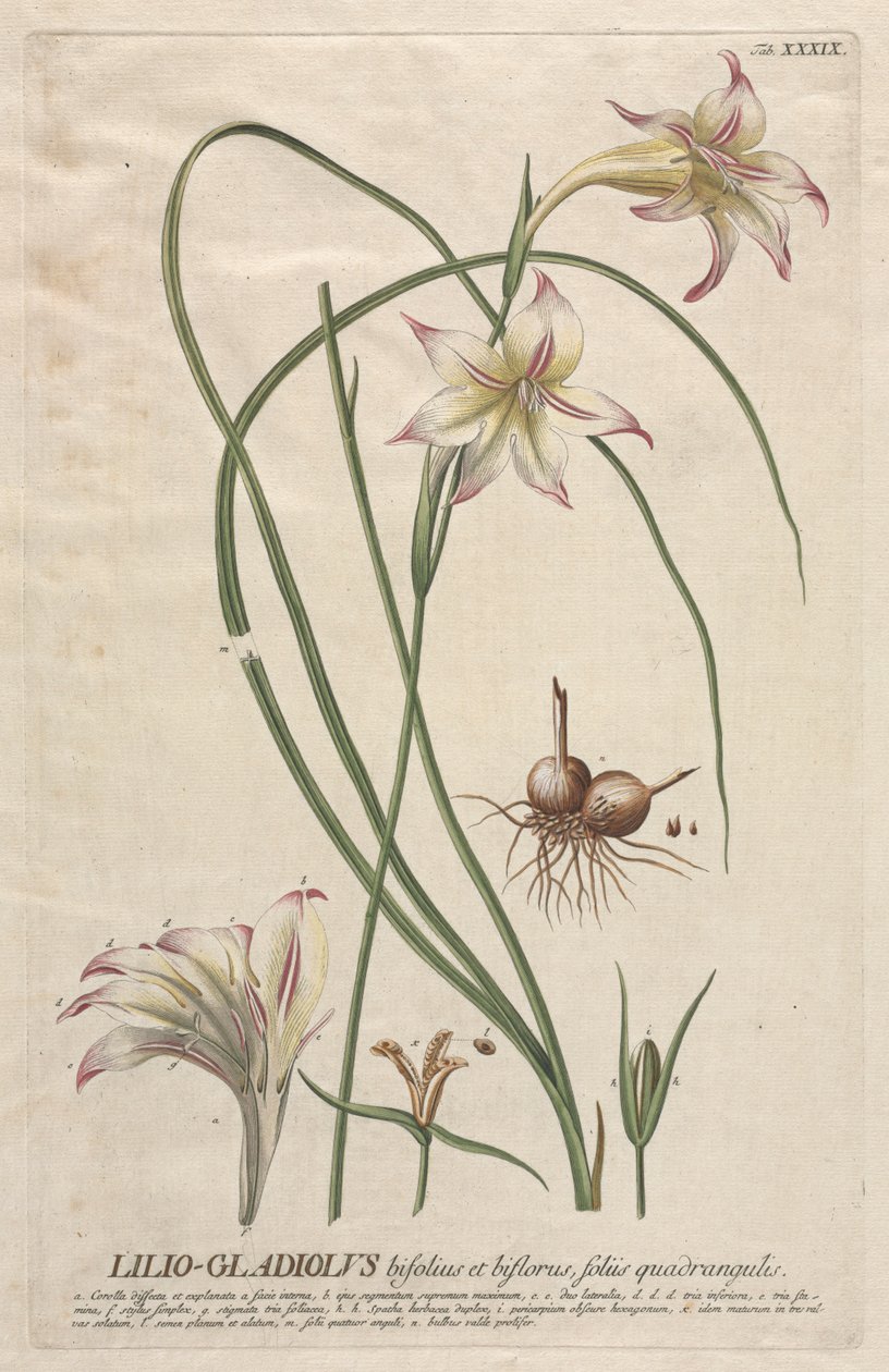 Valitut kasvit 39 - Lilio-Gladiolus. tekijältä Georg Dionysius Ehret