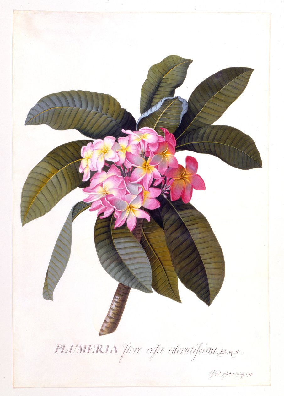 Plumeria, c 1744 käsinvärjätty kaiverrus. tekijältä "Georg Dionysius Ehret