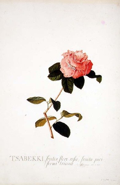 Rosa Tsabekki tekijältä Georg Dionysius Ehret
