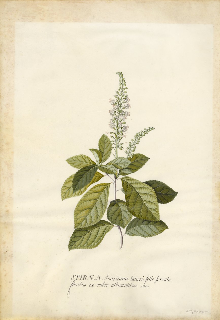 Spiraea tekijältä Georg Dionysius Ehret