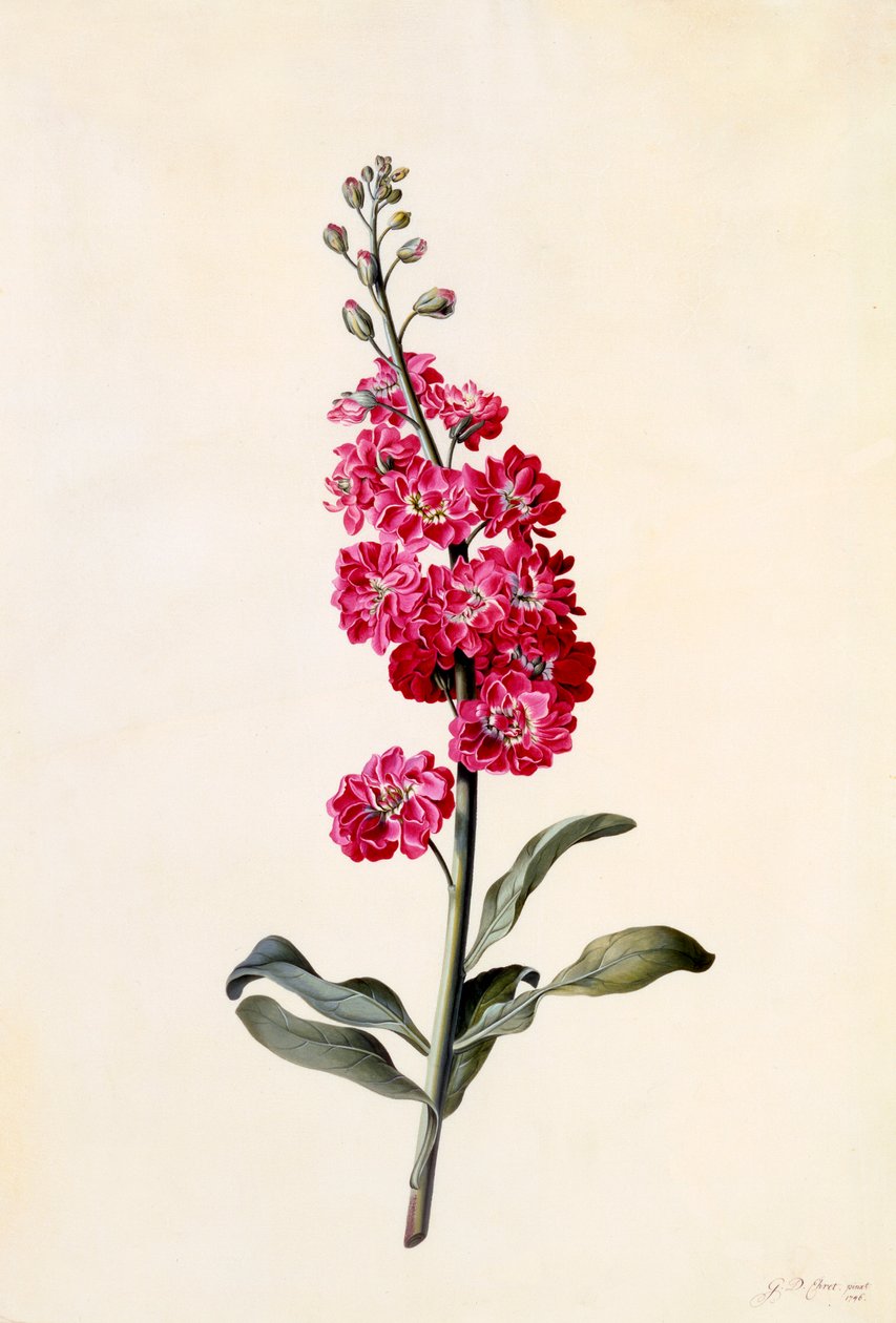 Stock Matthiola Incana, c. 1746 gravat acolorit a mà. finlandès tekijältä "Georg Dionysius Ehret