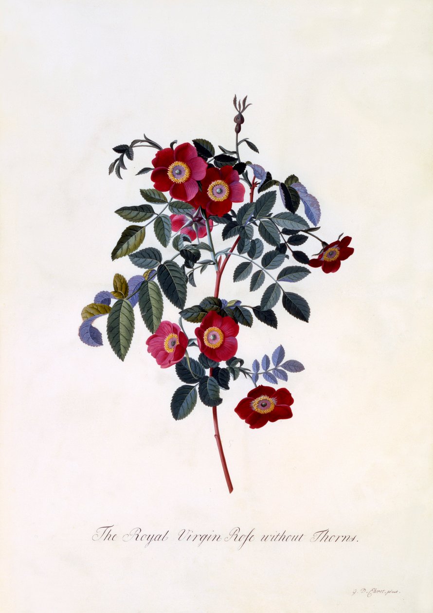 Kuninkaallinen neitsytruusu ilman piikkejä, n. 1745 käsinvärjätty kaiverrus. tekijältä "Georg Dionysius Ehret