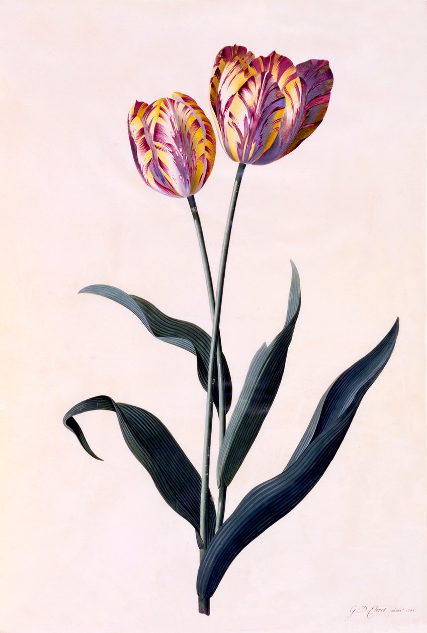 Tulppaani, c. 1744 käsinvärjätty kaiverrus. tekijältä "Georg Dionysius Ehret