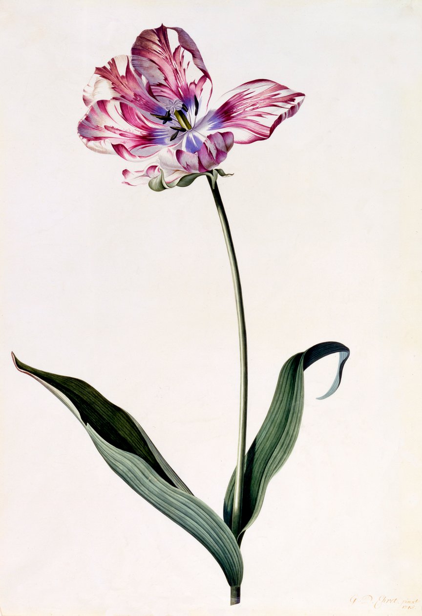 Tulppaani, c. 1745 käsinvärjätty kaiverrus. tekijältä "Georg Dionysius Ehret