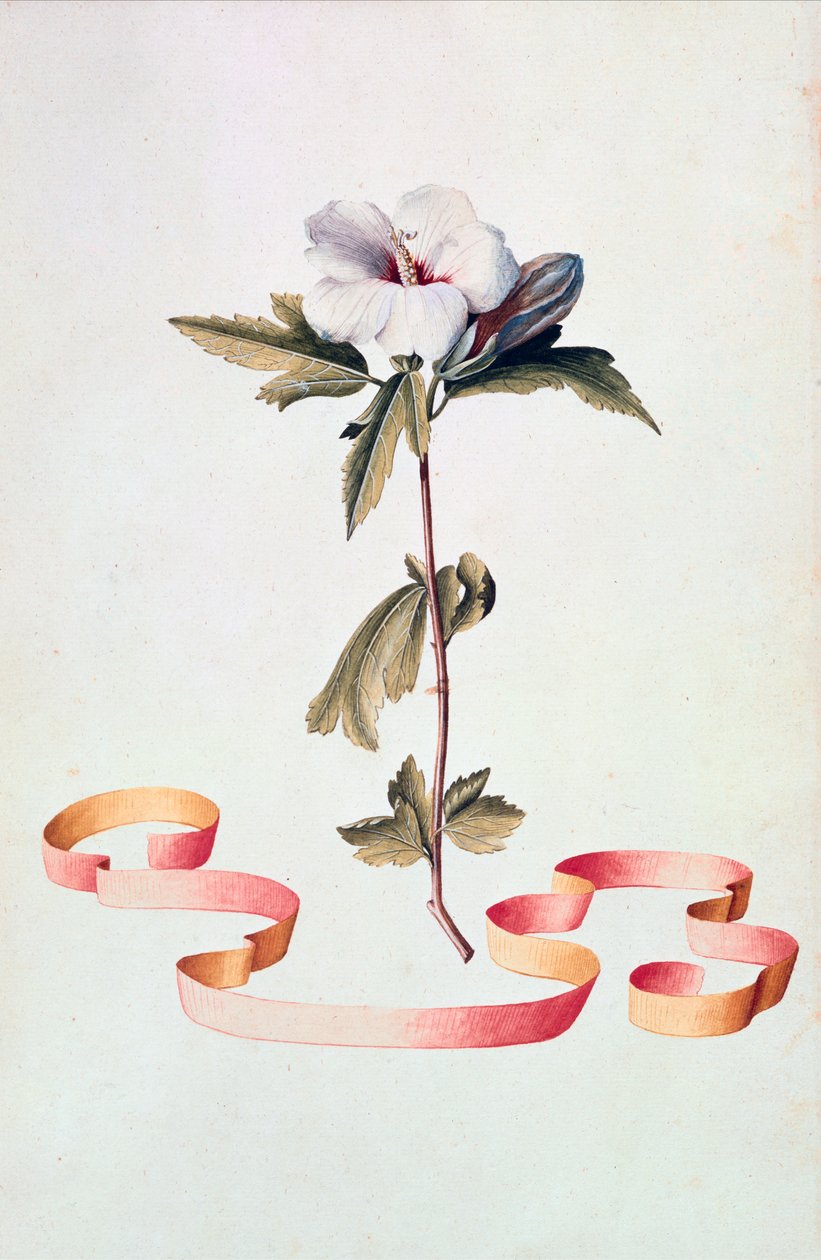 Valkoinen Hibiscus tekijältä Georg Dionysius Ehret