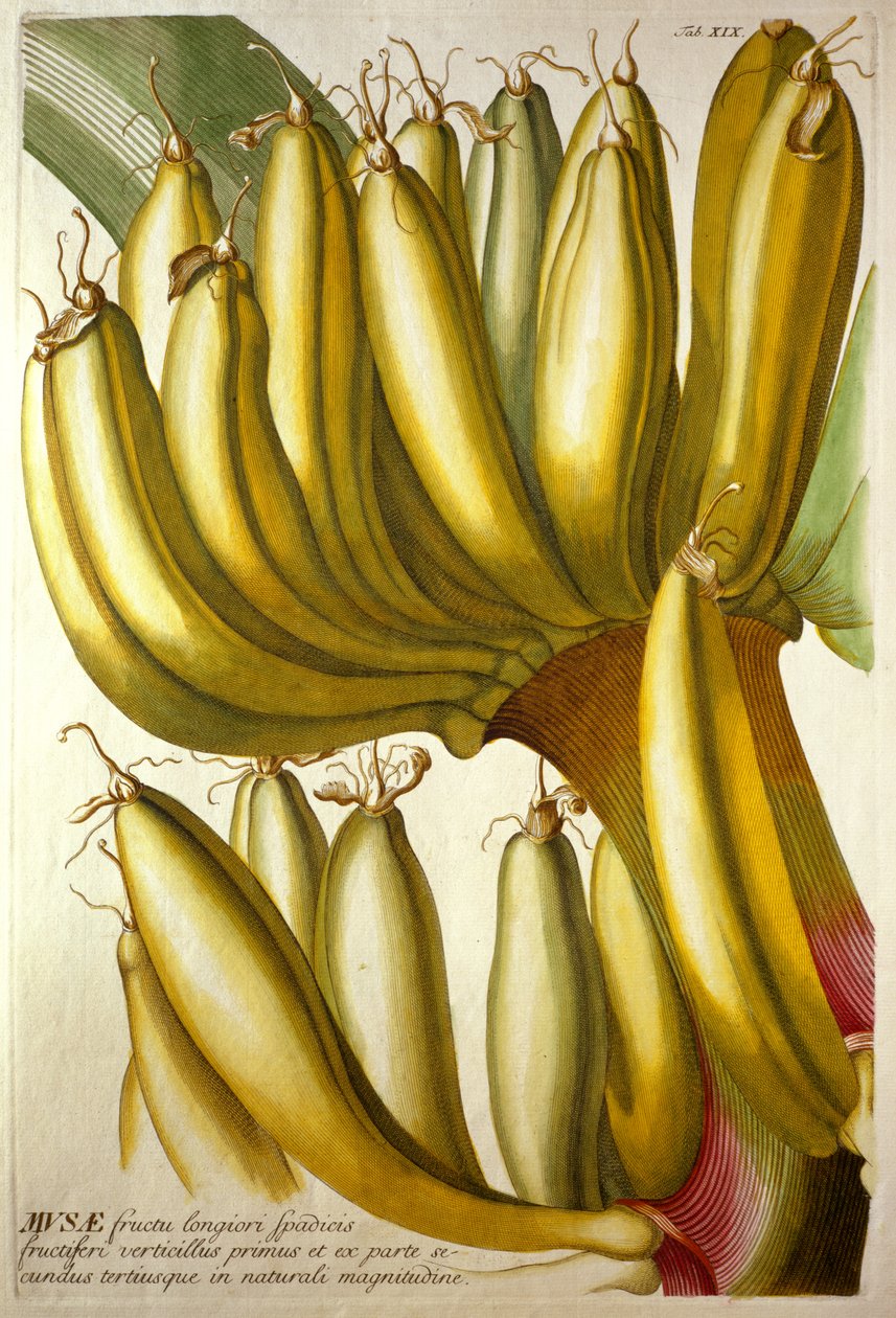 Nuoret banaanit, C. J. Trew