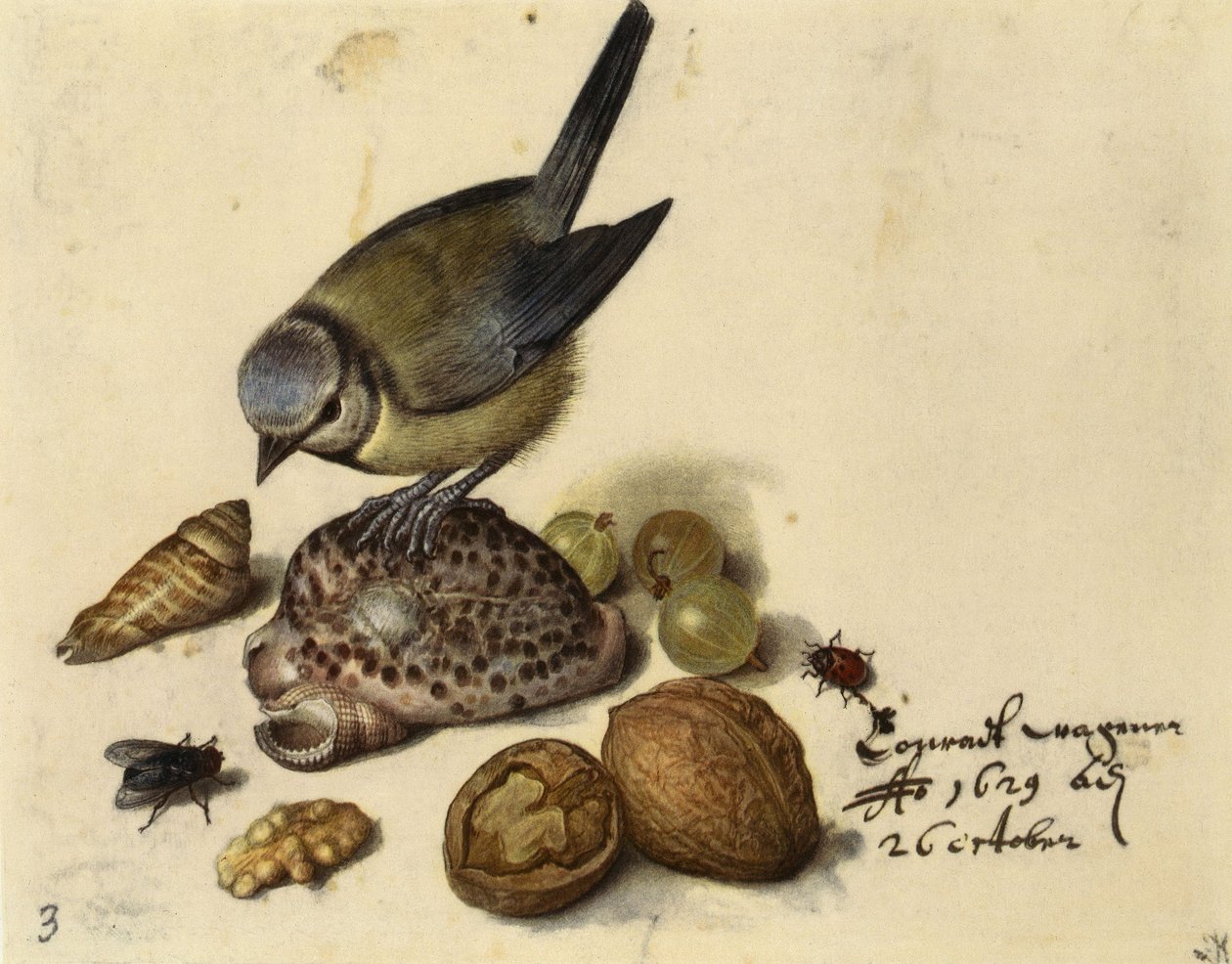 Asetelma sinitiaisen, kuorien, hedelmien ja hyönteisten kanssa, 1629. tekijältä Georg Flegel