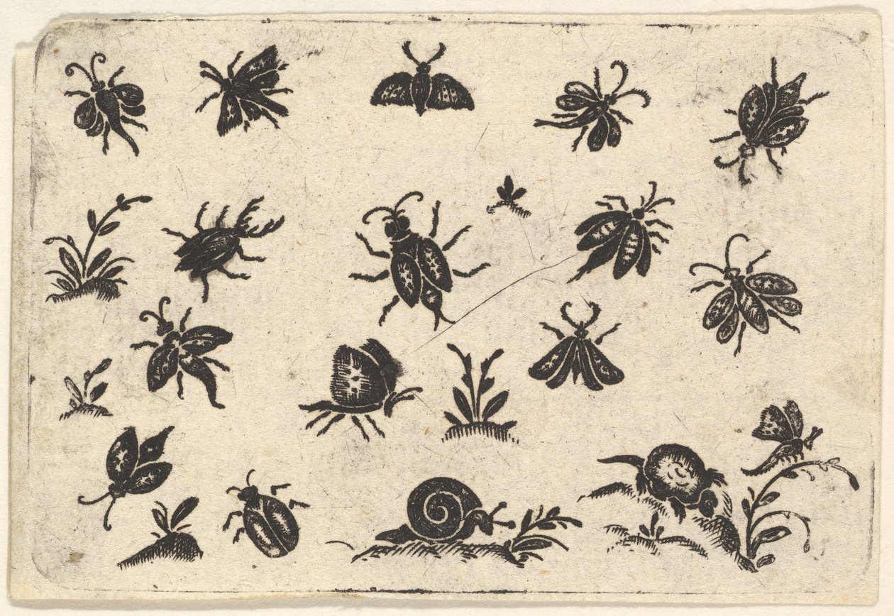 Pienet hyönteis- ja kasviaiheet, 1596. tekijältä Georg Herman