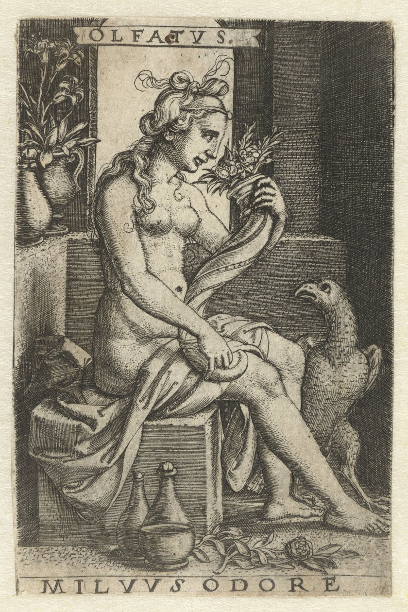 Haju (Olfactus) Olfatvs milvvs odore (otsikko esineessä) Five Senses (sarjan nimi) tekijältä Georg Pencz