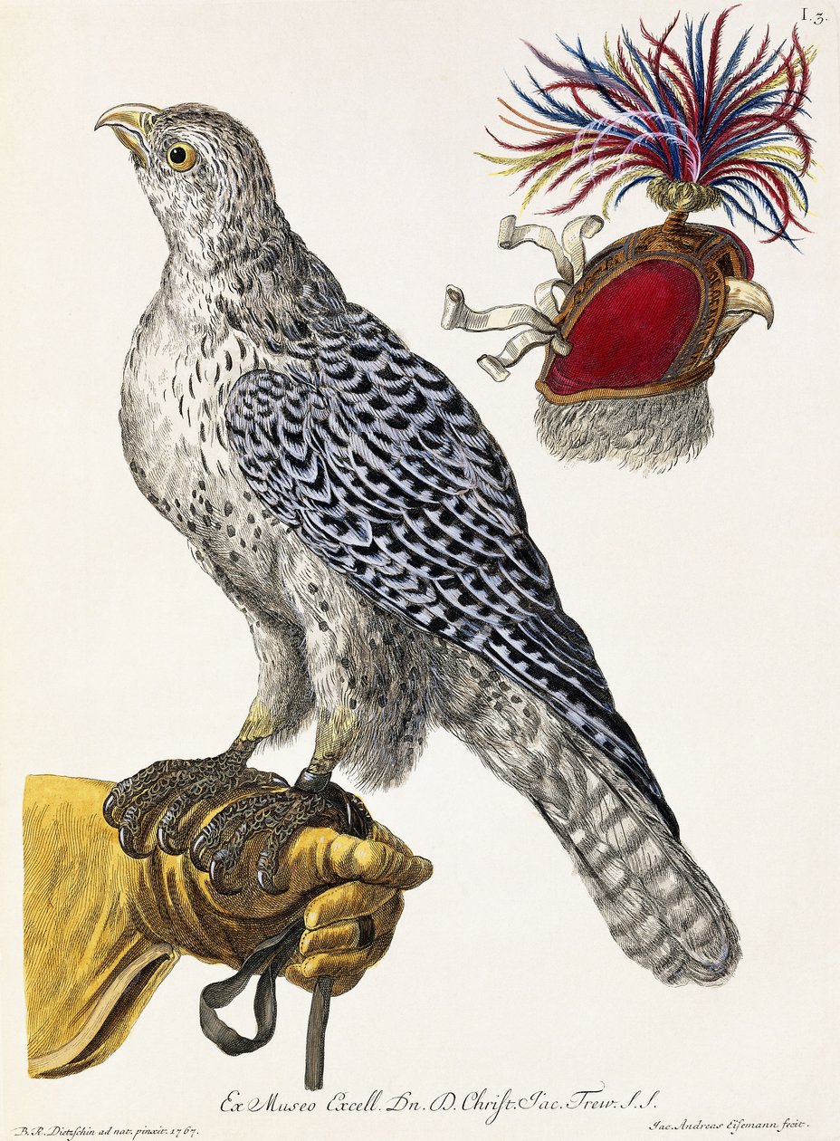 Falconry, levy 3, teoksesta "Delights of Nature Selected", 1771 tekijältä Georg Wolfgang Knorr
