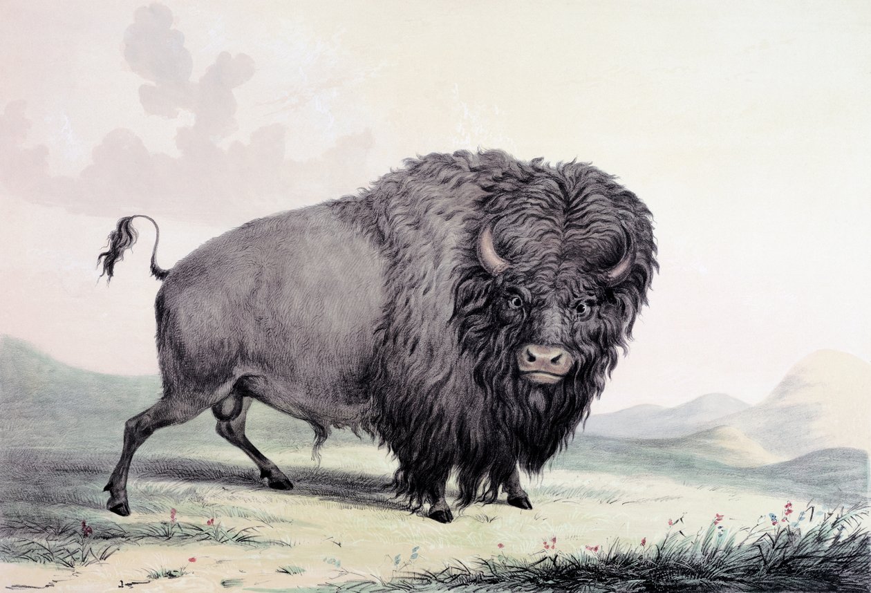 Buffalo härkä laiduntaa tekijältä George Catlin