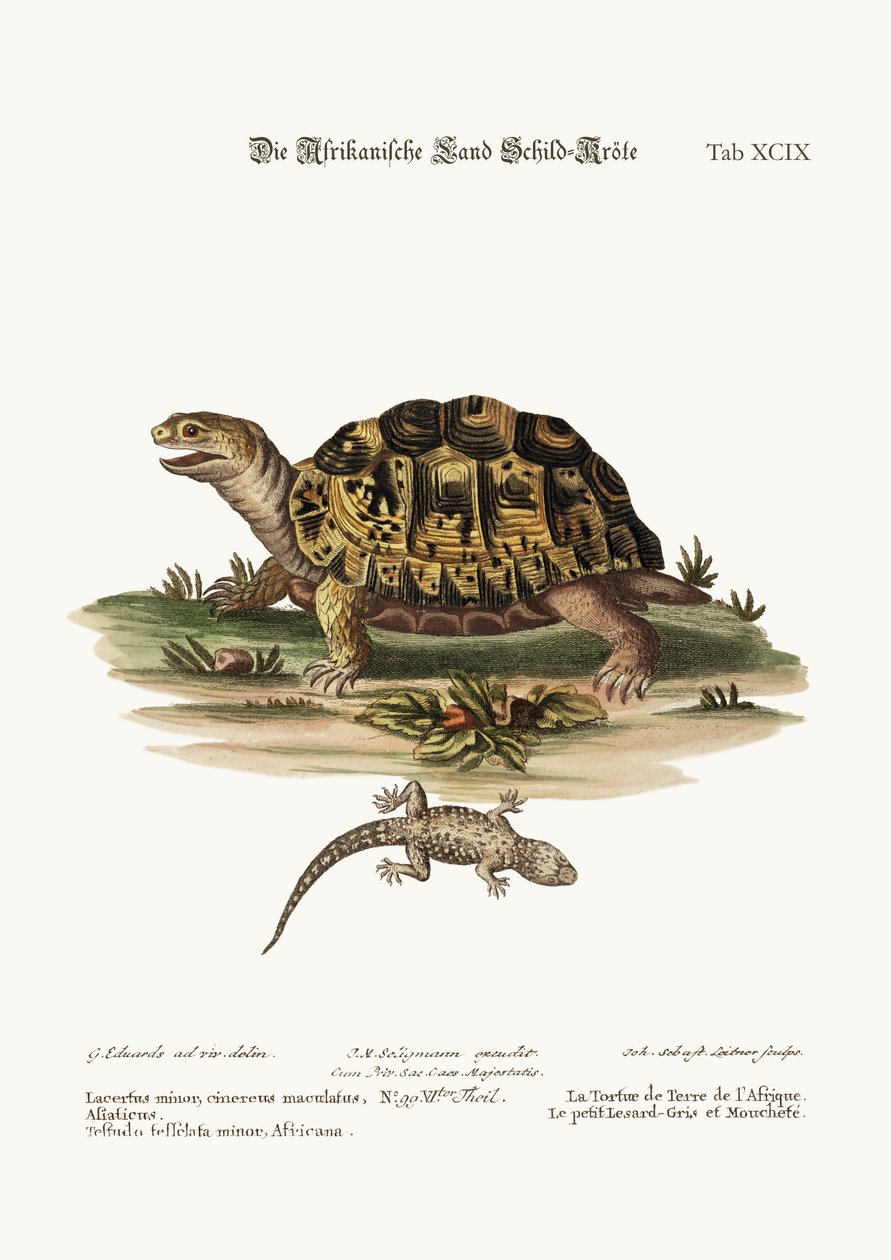 Afrikan maakilpikonna. Pieni pilkkuharmaa lisko, 1749-73 tekijältä George Edwards