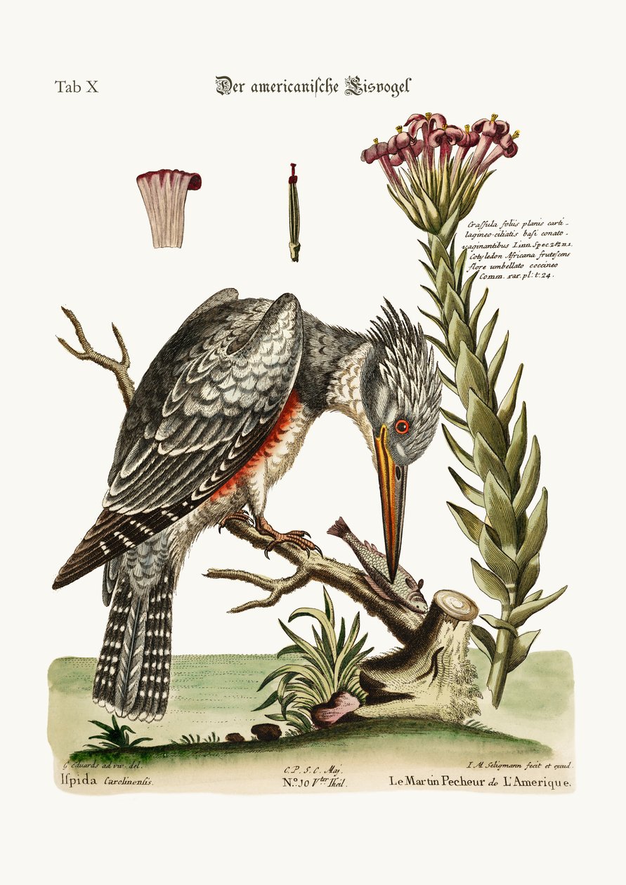 The American Kingfisher, 1749-73 tekijältä George Edwards