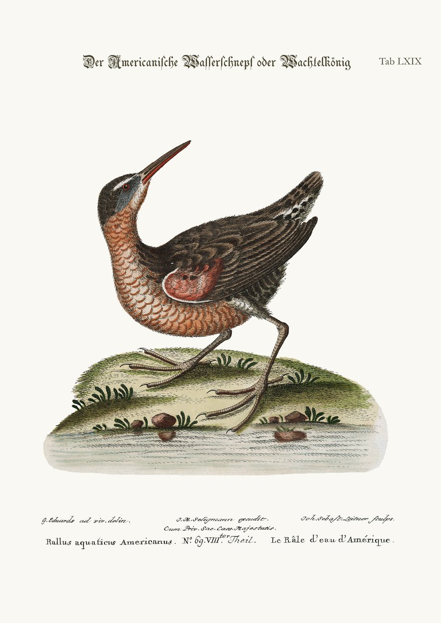 American Water-Rail, 1749-73 tekijältä George Edwards