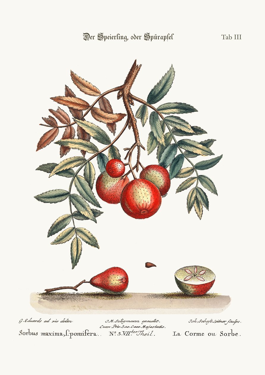 Omenapalvelu, 1749-73 tekijältä George Edwards