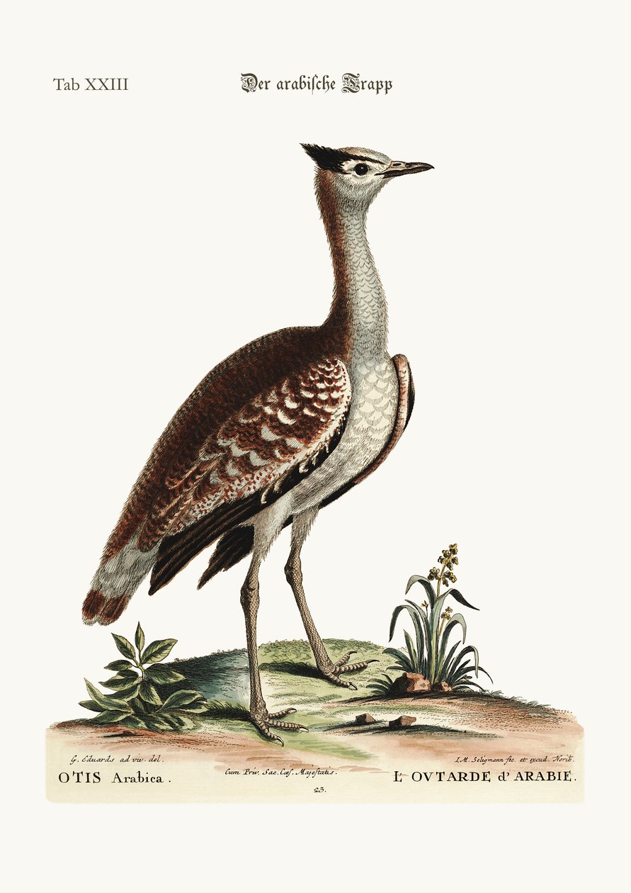 Arabiantautia, 1749-73 tekijältä George Edwards