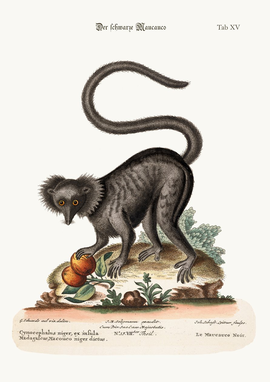 Musta Maucauco, 1749-73 tekijältä George Edwards