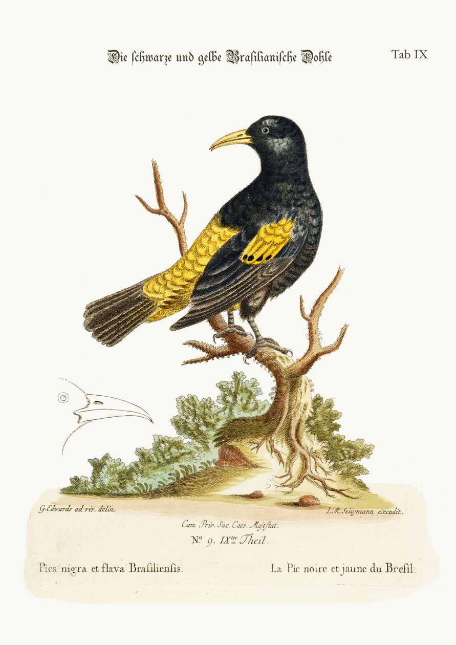 Brasilian musta ja keltainen aamunkoitto, 1749-73 tekijältä George Edwards