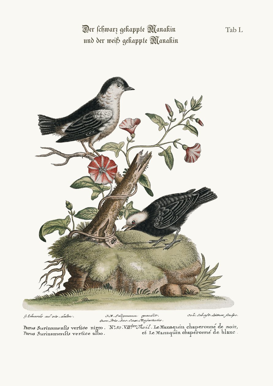 Mustahattuinen Manakin ja valkohattuinen Manakin, 1749-73 tekijältä George Edwards