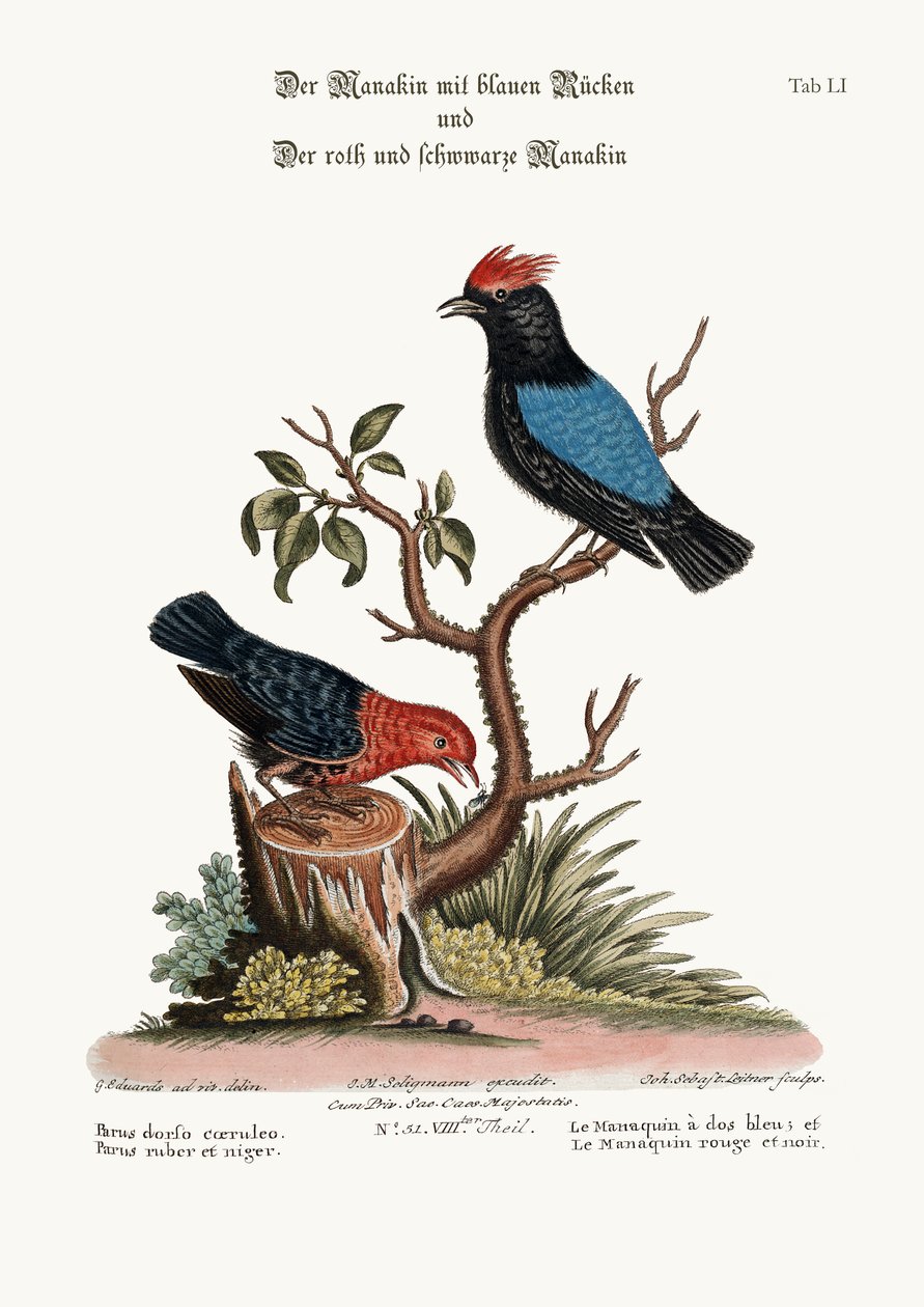 Siniselkäinen Manakin ja punainen ja musta Manakin, 1749-73 tekijältä George Edwards