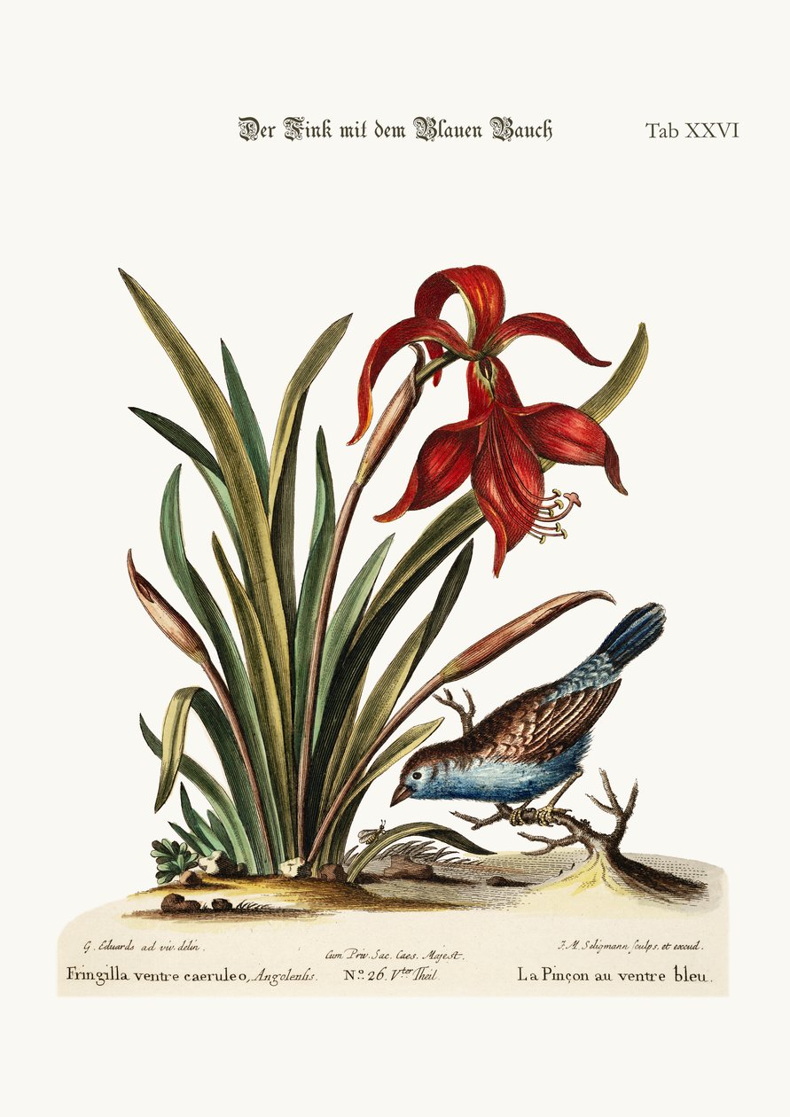Sinivatsapeippo. Narcissus Jacobea, 1749-73 tekijältä George Edwards