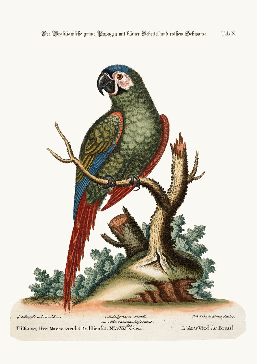 Brasilian vihreä ara, 1749-73 tekijältä George Edwards