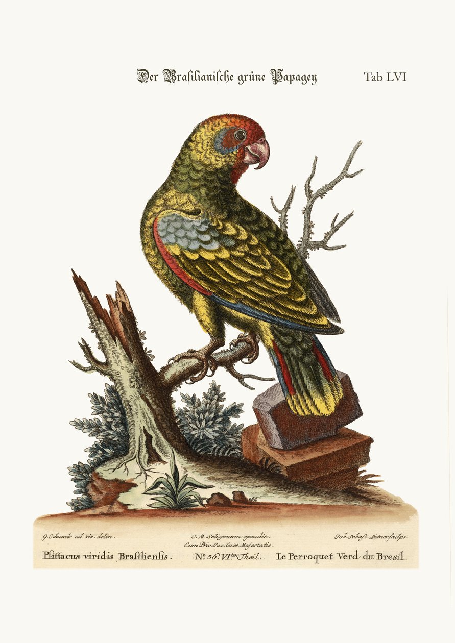 Brasilian vihreä papukaija, 1749-73 tekijältä George Edwards