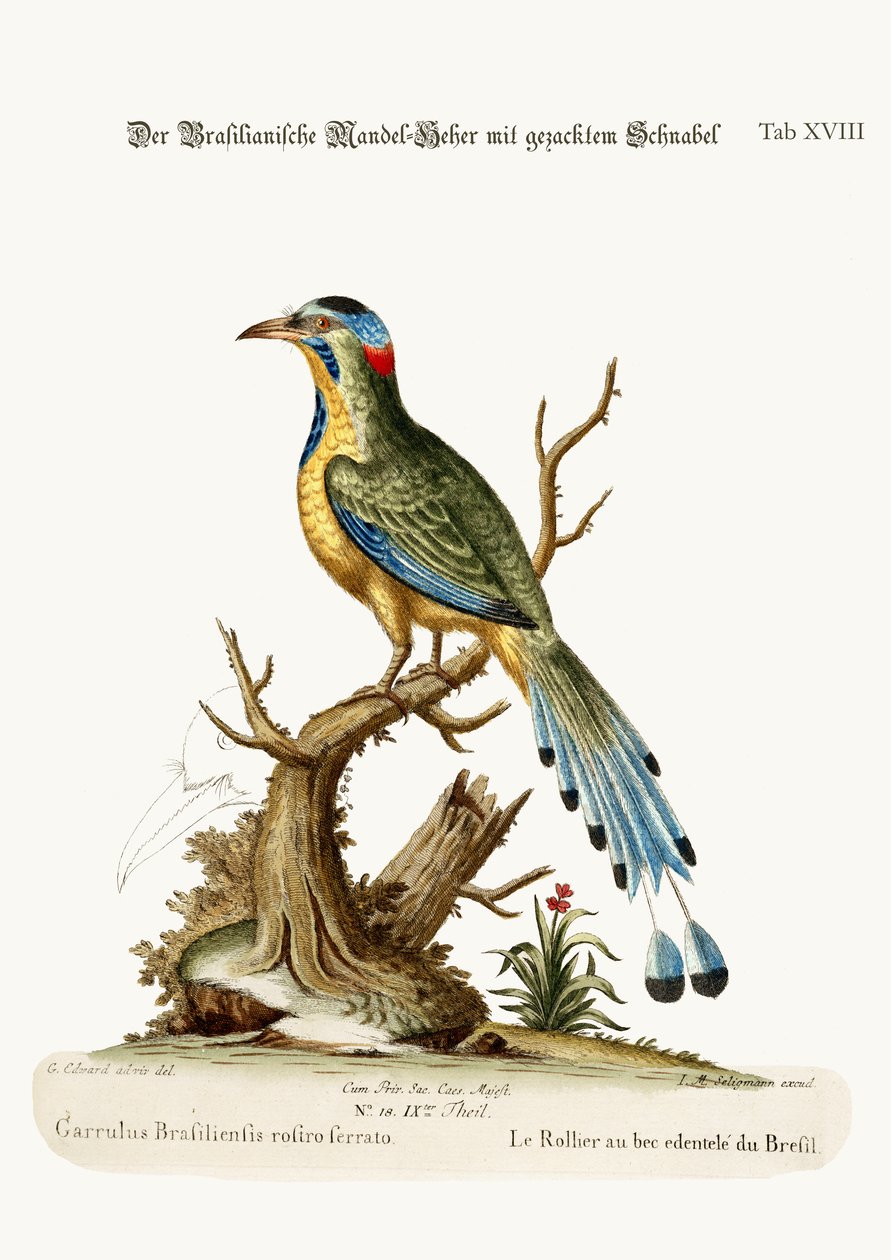 Brasilialainen sahantelajyrä, 1749-73 tekijältä George Edwards