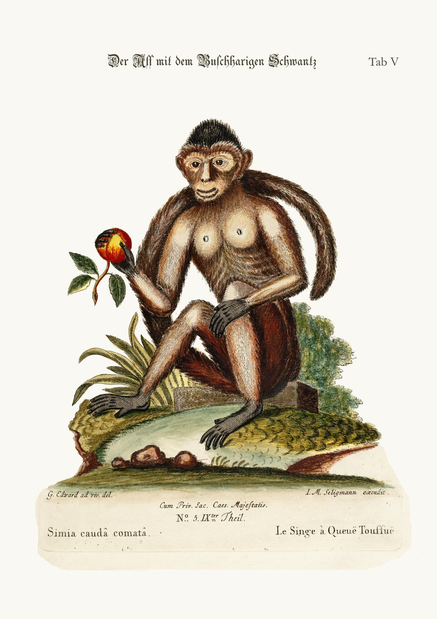 Bush-tailed Monkey, 1749-73 tekijältä George Edwards