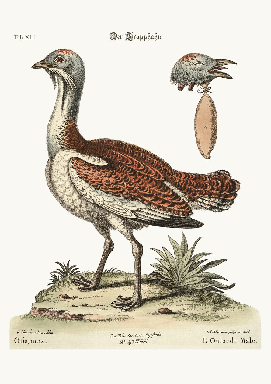 The Bustard Cock, 1749-73 tekijältä George Edwards