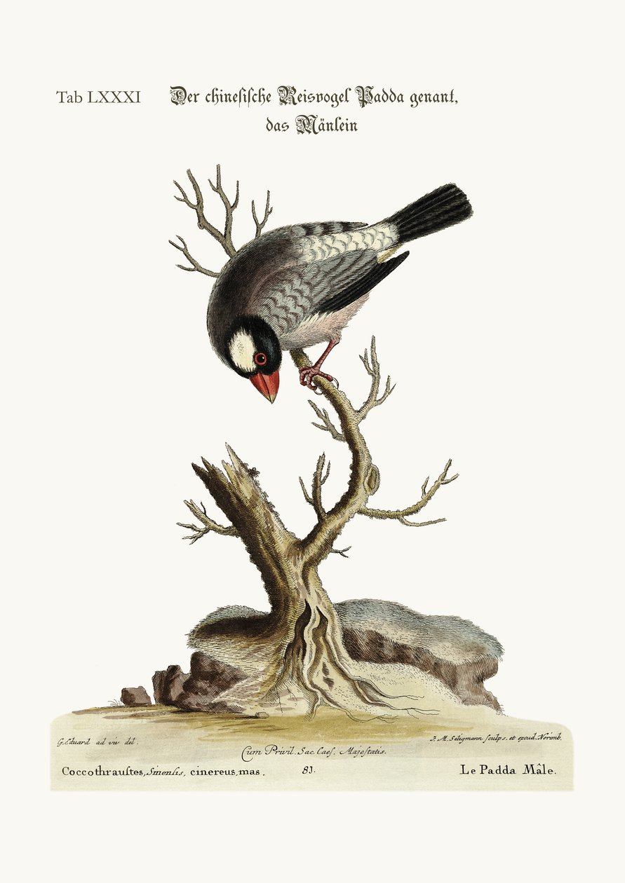 Cock Padda eli riisilintu, 1749-73 tekijältä George Edwards