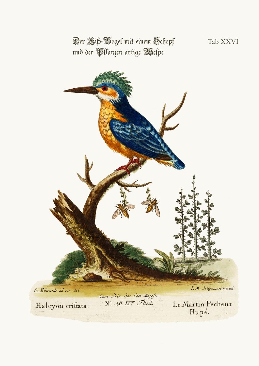 The Crested Kingfisher, 1749-73 tekijältä George Edwards