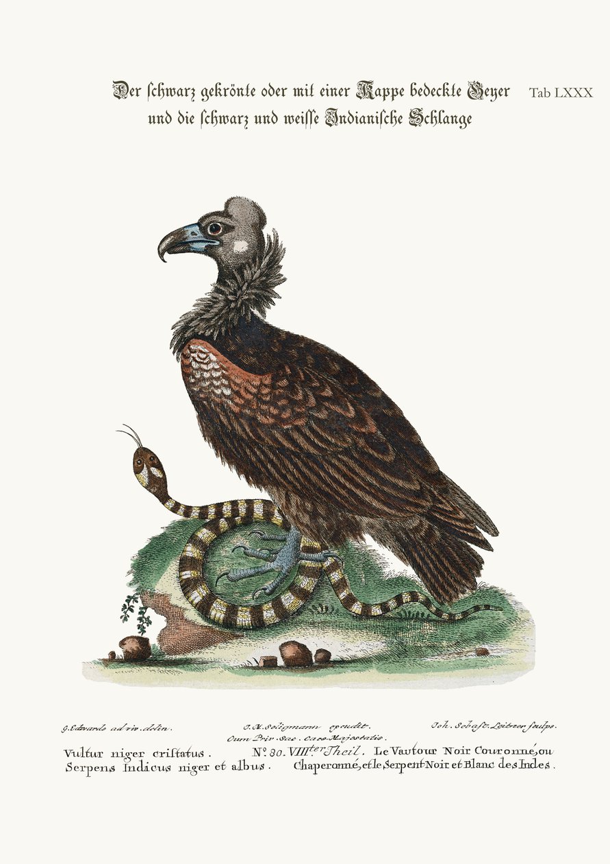 Harjakorppikotka ja mustavalkoinen intiaanikäärme, 1749-73. tekijältä George Edwards