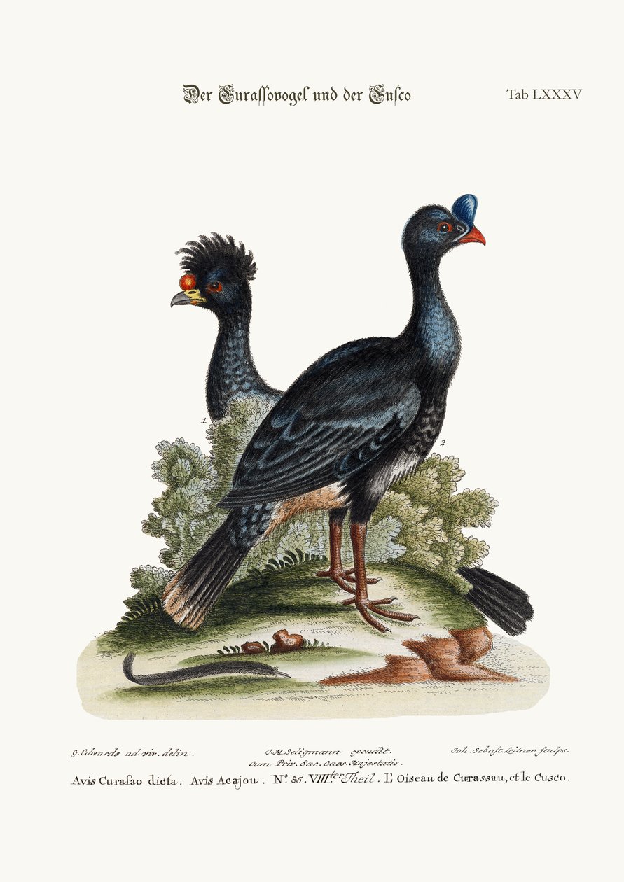 Curasso-lintu ja Cushew-lintu, 1749-73 tekijältä George Edwards