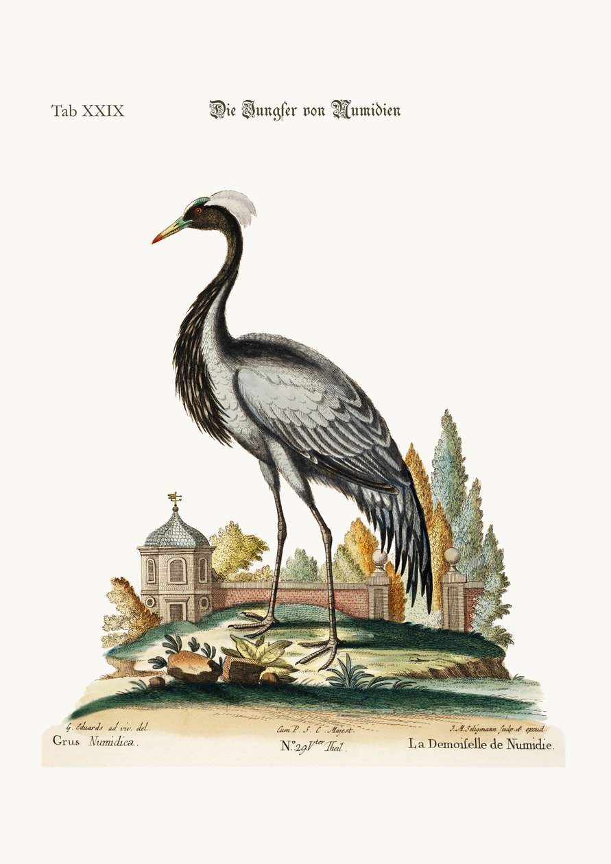 Numidian demoiselle, 1749-73 tekijältä George Edwards