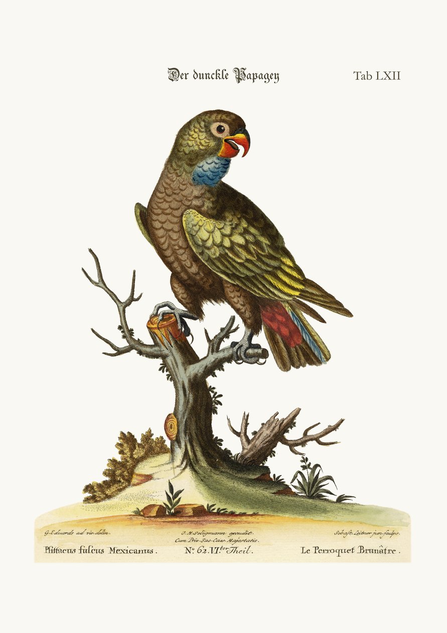 Dusky Papukaija, 1749-73 tekijältä George Edwards