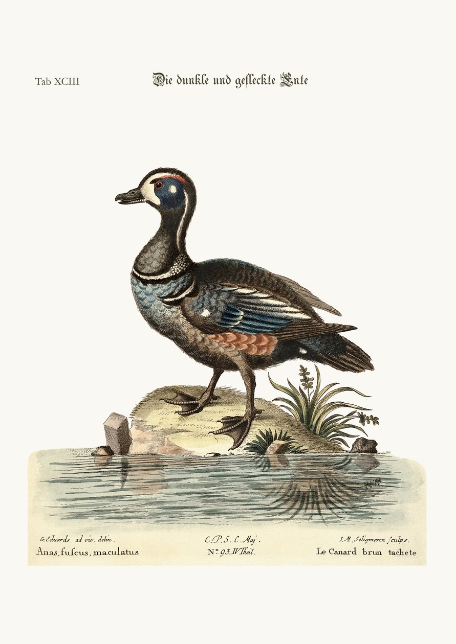Dusky ja täplikäs ankka, 1749-73 tekijältä George Edwards